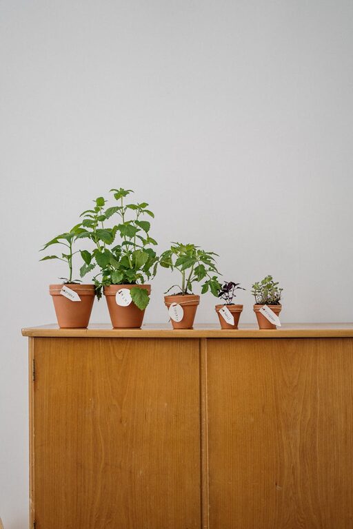 How to Start a Small Herb Garden Indoors Easily